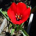 Tulipa montana, Mary Sue Ittner [Shift+click to enlarge, Click to go to wiki entry]