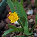 Tulipa dasystemon, syn. Tulipa neustruevae, Mary Sue Ittner [Shift+click to enlarge, Click to go to wiki entry]