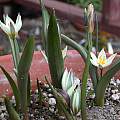 Tulipa orithyioides, Jane McGary [Shift+click to enlarge, Click to go to wiki entry]