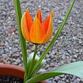 Tulipa orphanidea, Mary Sue Ittner