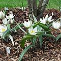 Tulipa biflora, syn. Tulipa polychroma, Mark McDonough