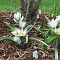 Tulipa biflora, syn. Tulipa polychroma, Mark McDonough