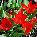 Tulipa praestans 'Fusilier', Mary Sue Ittner