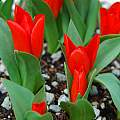 Tulipa praestans &#039;Fusilier&#039;, Mary Sue Ittner [Shift+click to enlarge, Click to go to wiki entry]
