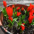 Tulipa praestans 'Fusilier', Mary Sue Ittner