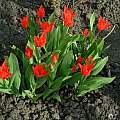 Tulipa praestans 'Van Tubergen's Variety', Janos Agoston