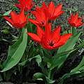 Tulipa praestans 'Zwannenburg Variety', Janos Agoston