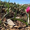 Tulipa humilis var. pulchella, abdullah ünlü, CC BY-SA 3.0 license