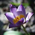 Tulipa saxatilis, bakeri form, Arnold Trachtenberg [Shift+click to enlarge, Click to go to wiki entry]