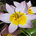 Tulip saxatilis ssp bakeri 'Lilac Wonder', 2009, Mary Sue Ittner