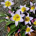 Tulip saxatilis 'Lilac Wonder', 2006, Mary Sue Ittner