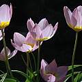 Tulip saxatilis 'Lilac Wonder', 2011, Mary Sue Ittner