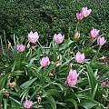 Tulipa saxatilis ssp bakeri 'Lilac Wonder', Mark McDonough
