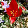 Tulipa sprengeri, Hans Joschko [Shift+click to enlarge, Click to go to wiki entry]