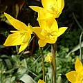Tulipa sylvestris, Hans Joschko [Shift+click to enlarge, Click to go to wiki entry]