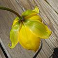 Tulipa sylvestris, Mary Sue Ittner