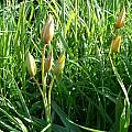 Tulipa sylvestris, Angelo Porcelli