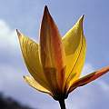 Tulipa sylvestris ssp. australis, Colin Barker