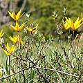 Tulipa sylvestris ssp. australis, Chantal Tasson