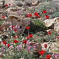 Tulipa systola among rocks and other wildflowers in Israel, Gideon Pisanty