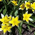 Tulipa tarda, Mark McDonough [Shift+click to enlarge, Click to go to wiki entry]