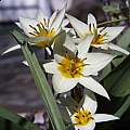 Tulipa turkestanica, Arnold Trachtenberg [Shift+click to enlarge, Click to go to wiki entry]