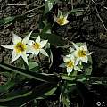 Tulipa turkestanica, Janos Agoston