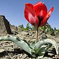 Tulipa undulatifolia var. micheliana, Smrazavi, CC BY-SA 4.0 [Shift+click to enlarge, Click to go to wiki entry]