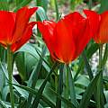 Tulipa vvedenskyi, Mary Sue Ittner