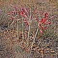 Red flowered form in habitat near Dzhabagly, David Victor