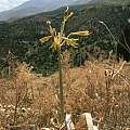 Yellow flowered form in habitat halfway to the mountain house above Dzhabagly, David Victor