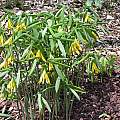 Uvularia grandiflora, John Lonsdale Uvularia grandiflora, John Lonsdale