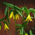 Uvularia grandiflora, David Pilling Uvularia grandiflora, David Pilling