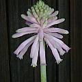 Veltheimia bracteata 'Fuchsia Pink', Doug Westfall