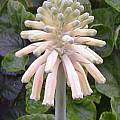 Veltheimia bracteata 'Cream', Doug Westfall