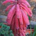 Veltheimia capensis, Mary Sue Ittner