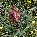 Veltheimia capensis fruit, Bob Rutemoeller