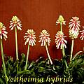 Veltheimia hybrid, Bill Dijk