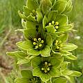 Yellowish flowered plant, Chamonix, French Alps, Tom Mitchell