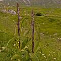 Veratrum nigrum showing off its architectural structure, Abruzzo, Italy, late June, Tom Mitchell