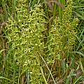 Melanthium virginicum, Illinois, Tom Mitchell
