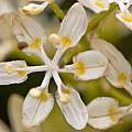 Melanthium virginicum flower, Tom Mitchell
