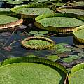  Victoria cruziana leaves in comparison with Nymphaea species at Wilhelma, Martin Bohnet