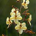 Wachendorfia paniculata, Christopher Whitehouse