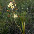 Wachendorfia paniculata, Christopher Whitehouse