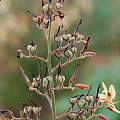 Wachendorfia paniculata seed pods, Mary Sue Ittner