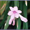 Watsonia sp., Jennifer Hildebrand
