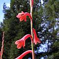 Watsonia aletroides, Mary Sue Ittner [Shift+click to enlarge, Click to go to wiki entry]