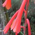 Watsonia aletroides, Mary Sue Ittner