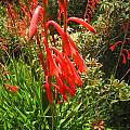 Watsonia aletroides, Mary Sue Ittner